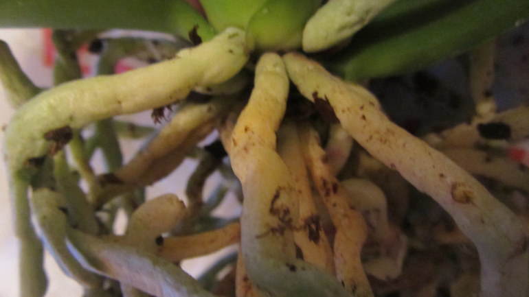 Помоги не загубить орхидею