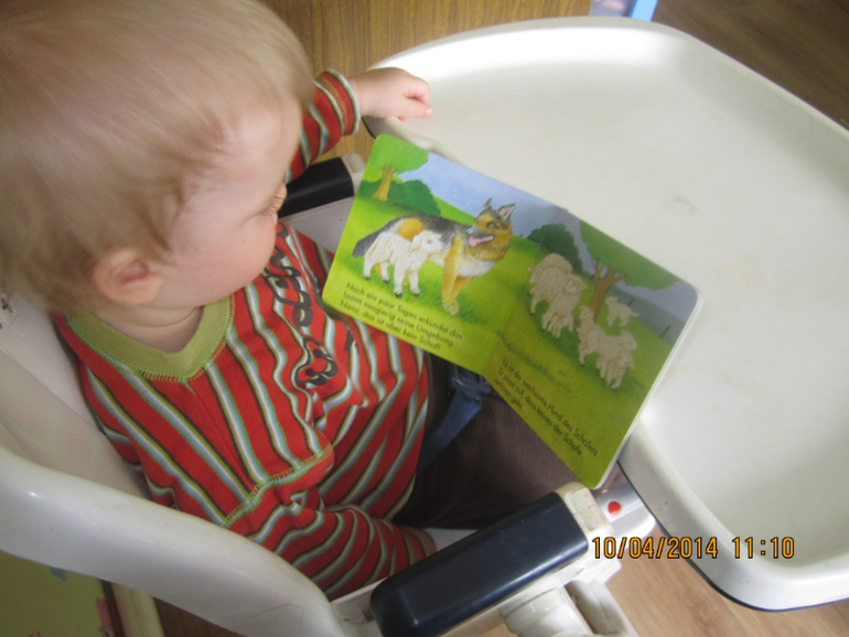 ТН "Скотный двор". День 4 - Овца