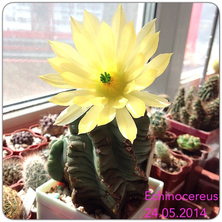 Утро красит нежным ... Цветом :)