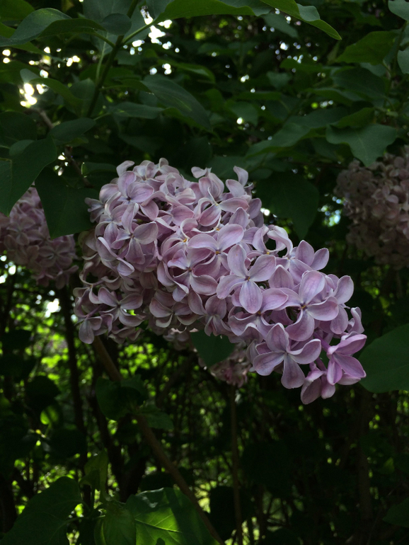 Сиреневое безумие (много фоток!!!)