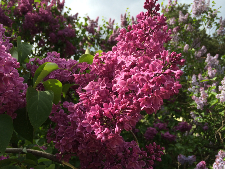 Сиреневое безумие (много фоток!!!)