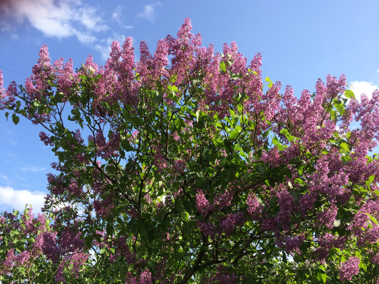 Сиреневое безумие (много фоток!!!)