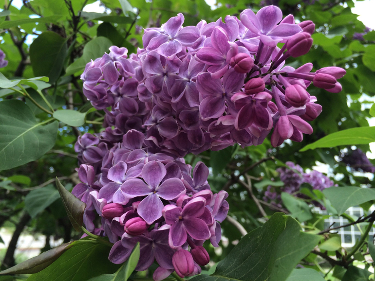 Сиреневое безумие (много фоток!!!)