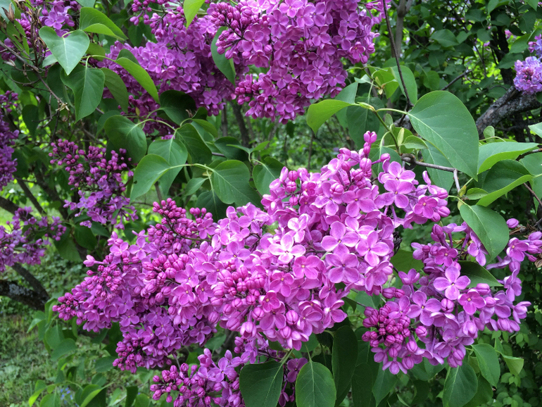 Сиреневое безумие (много фоток!!!)