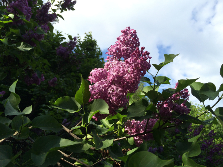 Сиреневое безумие (много фоток!!!)