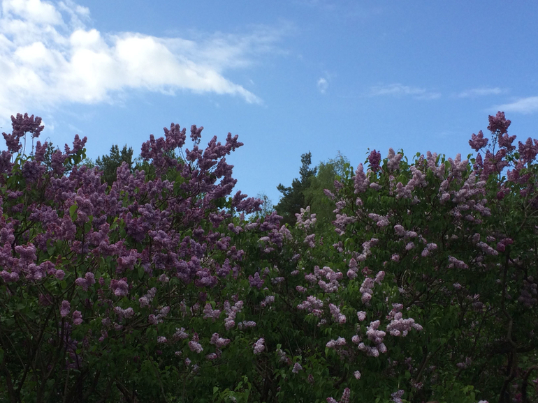 Сиреневое безумие (много фоток!!!)