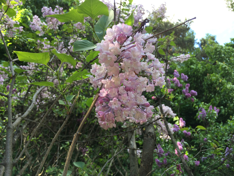 Сиреневое безумие (много фоток!!!)