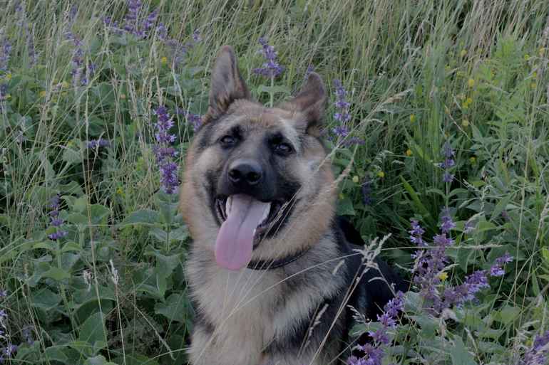 Мои любимки