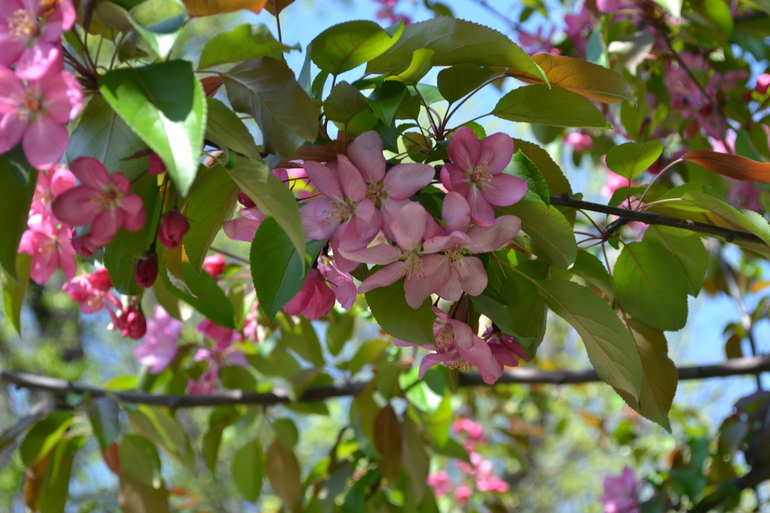 Екатерининский парк