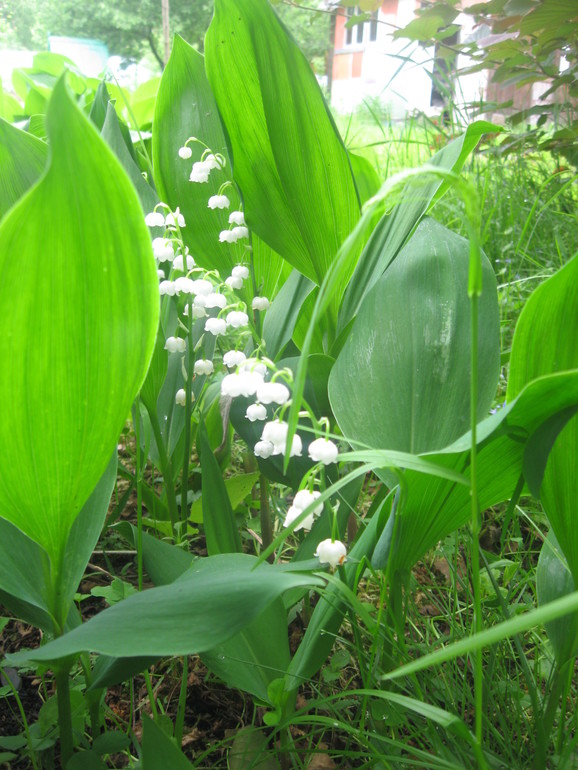 Летние, часть 1)