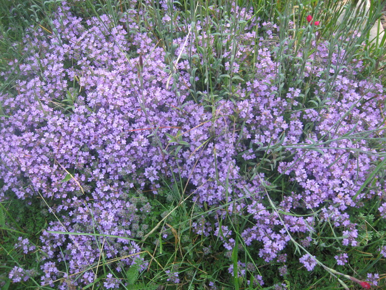 Летние, часть 1)