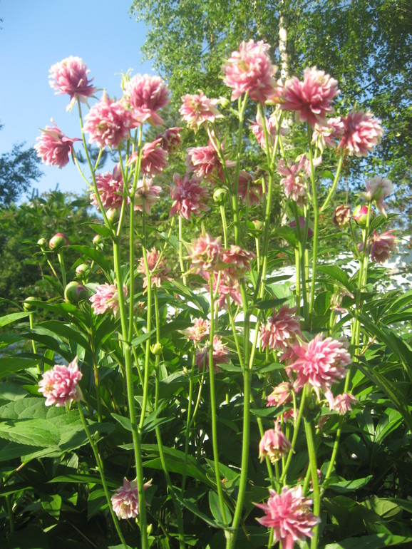 Летние, часть 1)