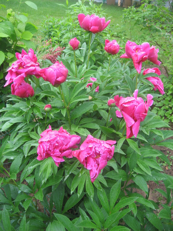 Летние, часть 1)