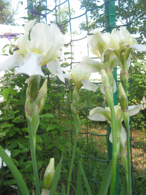 Летние, часть 1)