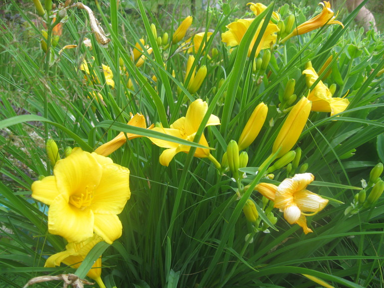 Лилейник, продам излишки