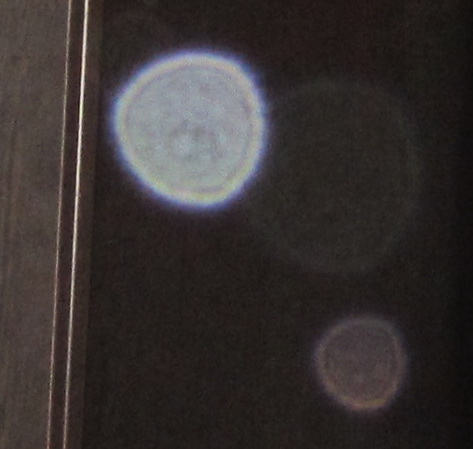 Мои Хранители !!!