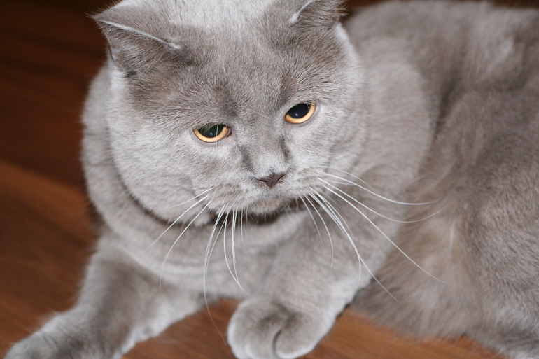 Состоялась свадьба )))