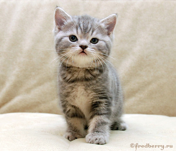 Вот такие плюшки