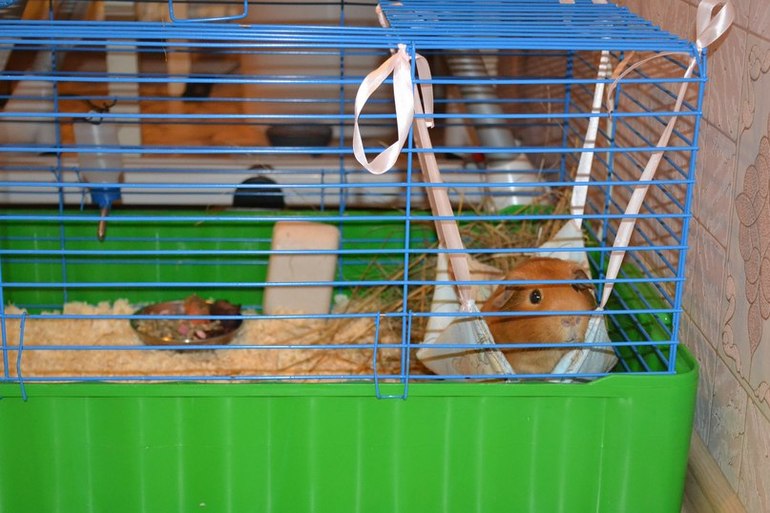 Владельцы морских свинок.