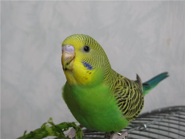 Мои любимые животные!