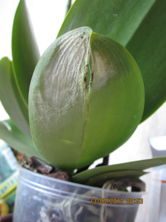 Помогите!!!! что с орхидеей?