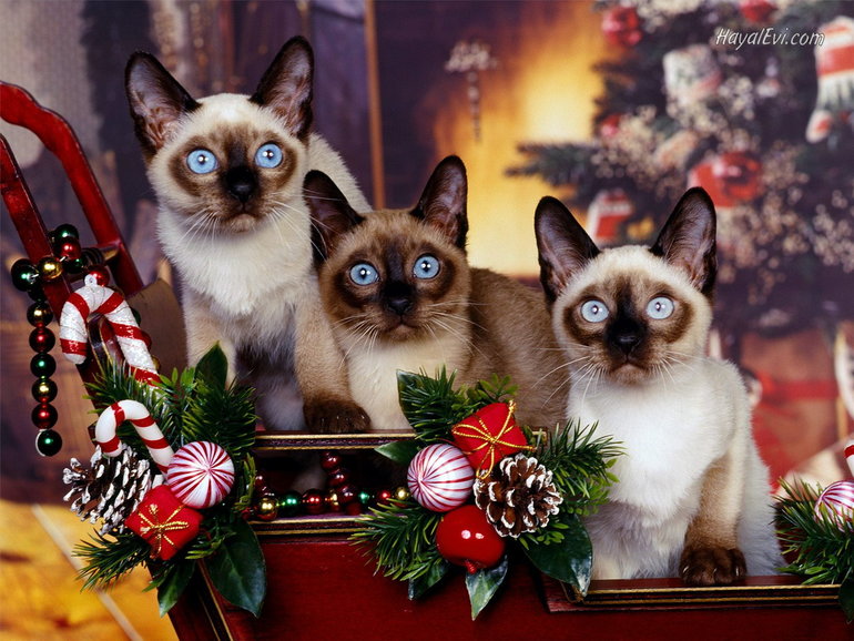 С Новым Годом!!!