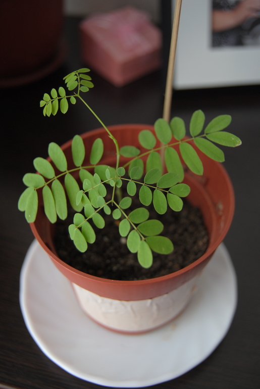 заморский гость)))