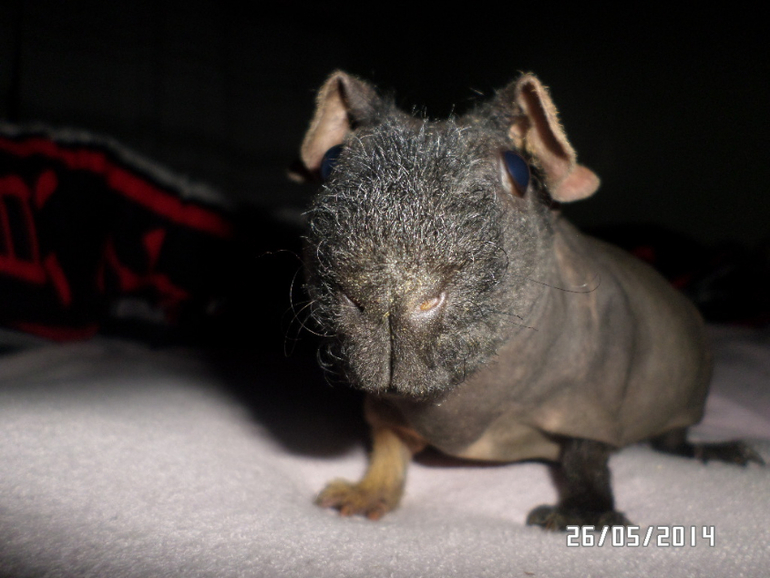 Моя любимая живность