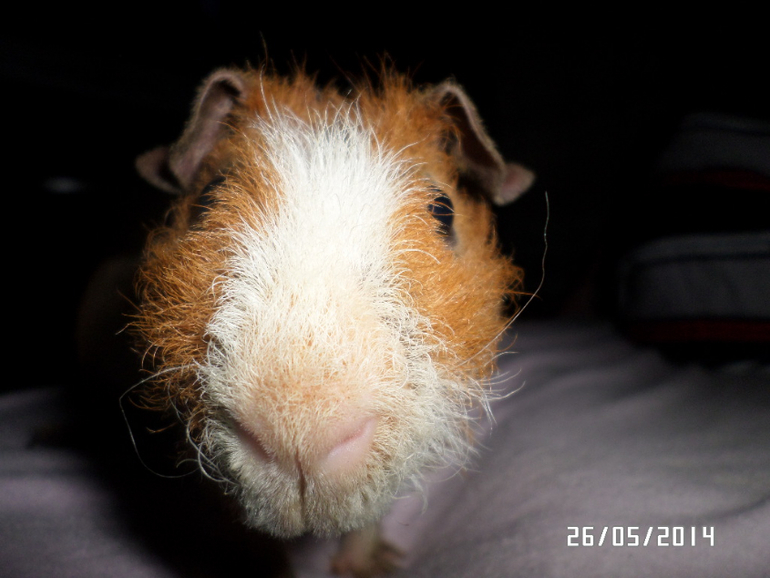 Моя любимая живность