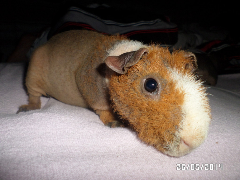 Моя любимая живность