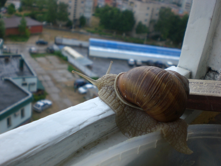 Наш Улиткин гуляет.))))