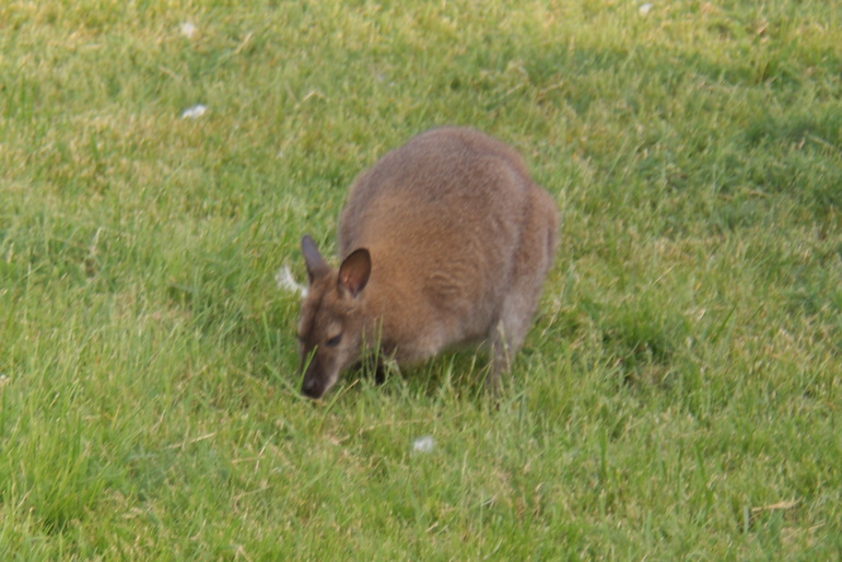 "Парк птиц" в деревне Воробьи Калужской области