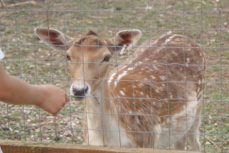 "Парк птиц" в деревне Воробьи Калужской области