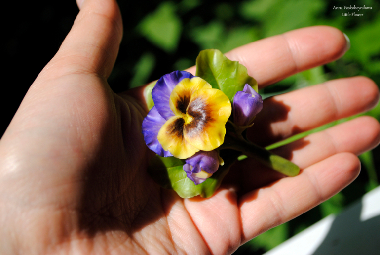 Брошь "Анютины глазки"