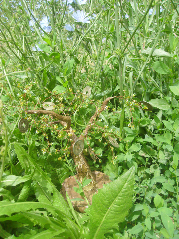 Денежное дерево.