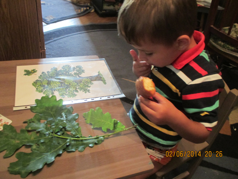 ТЗ  ДЕРЕВЬЯ   ГУЛЯЕМ-ИЗУЧАЕМ!!!