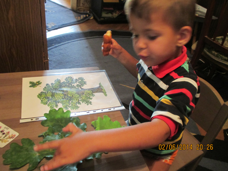 ТЗ  ДЕРЕВЬЯ   ГУЛЯЕМ-ИЗУЧАЕМ!!!