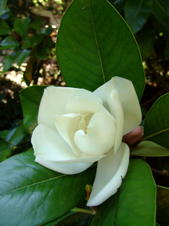 Ливадия. Ласточкино гнездо.