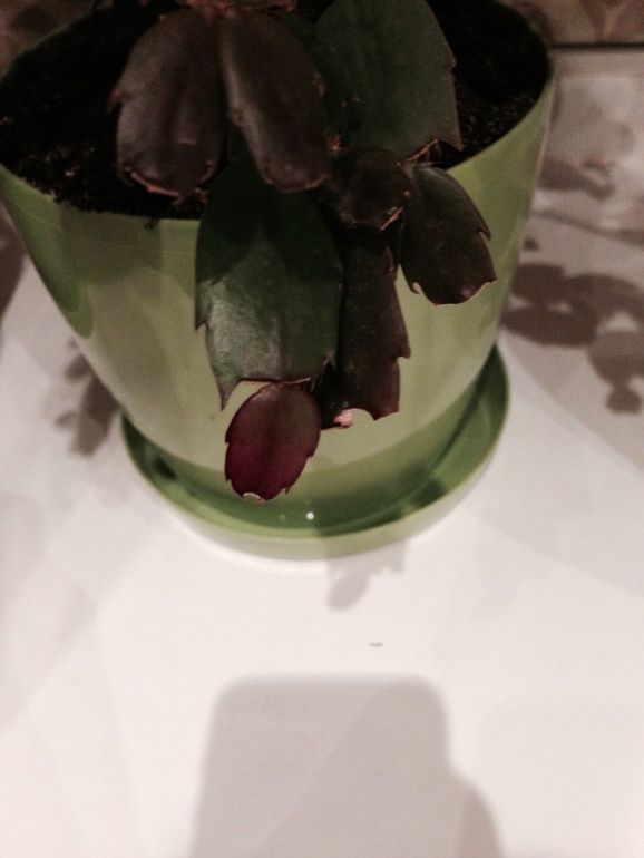 Мой декабрист собрался цвести???