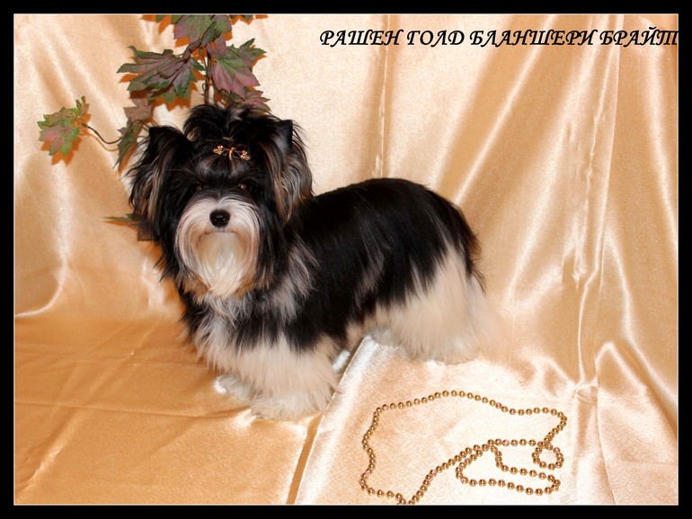 Моя красотка Шер 7.5 мес.