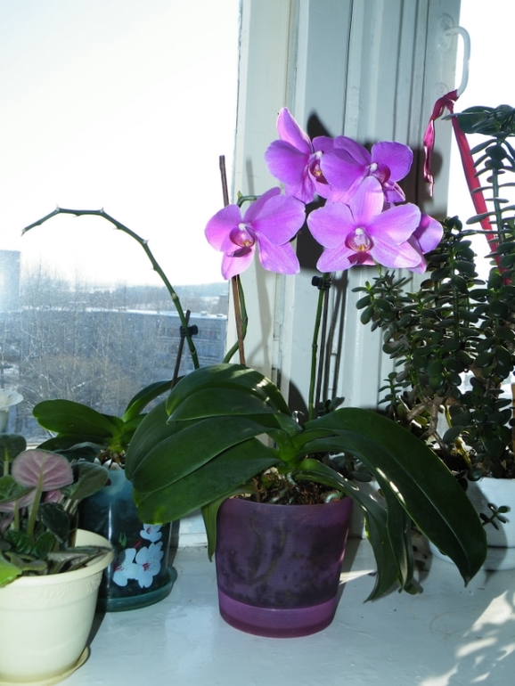 Моя принцесса