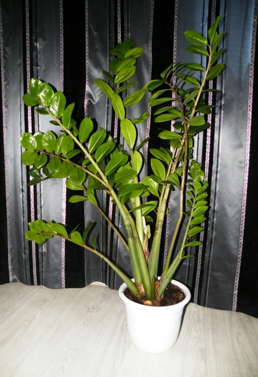 Мой замиокулькас