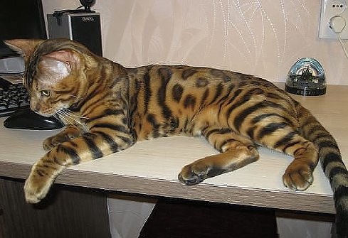 Влюбилась)