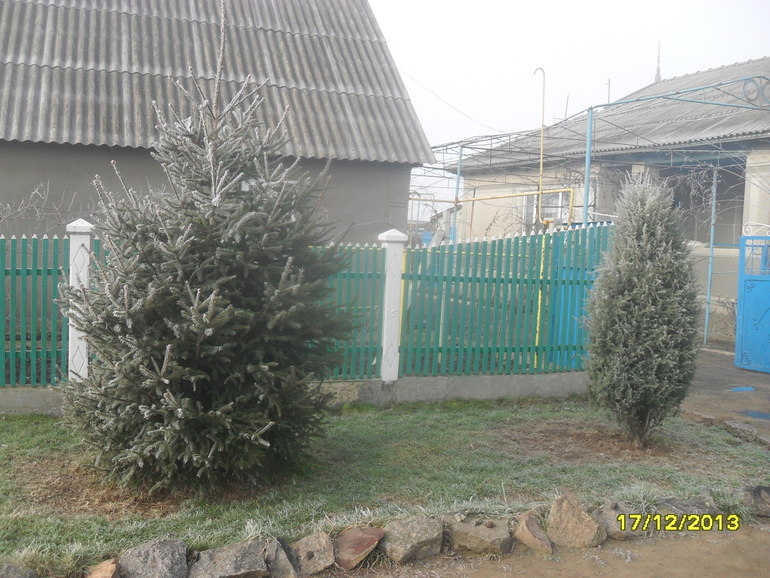 Ёлочка.....живая или настоящая???  Очень даже настоящая.....!!!