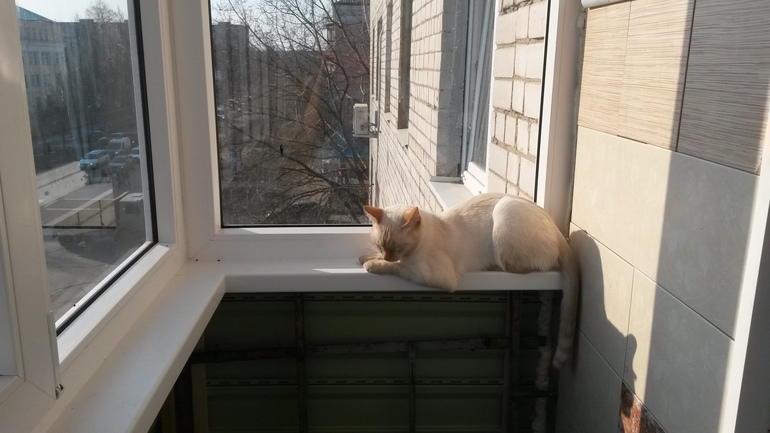 Нашествие божьих коровок.