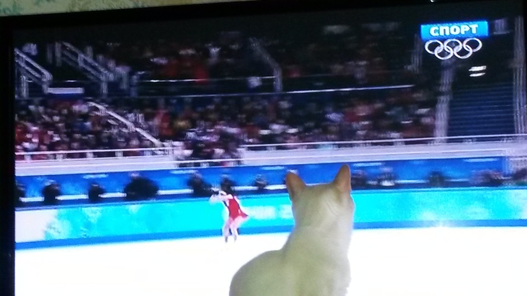 Кот и фигурное катание.