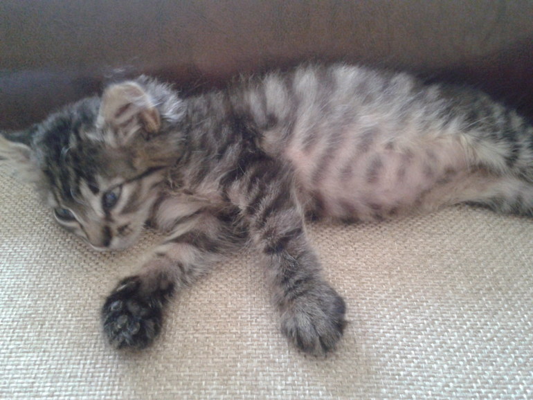 Пристраиваю нашего шилопопа