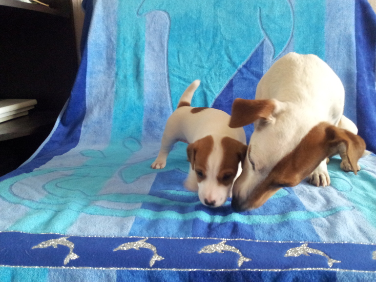 Собаки, как люди...