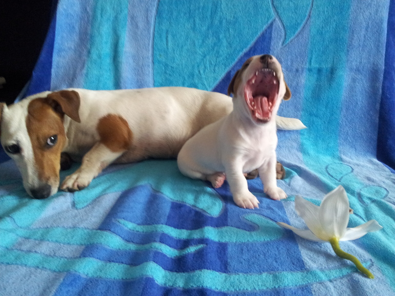 Собаки, как люди...