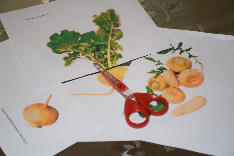 ТН "Как растут овощи"день 3